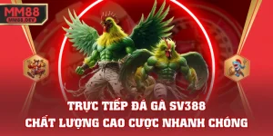 Trực Tiếp Đá Gà SV388 Chất Lượng Cao Cược Nhanh Chóng